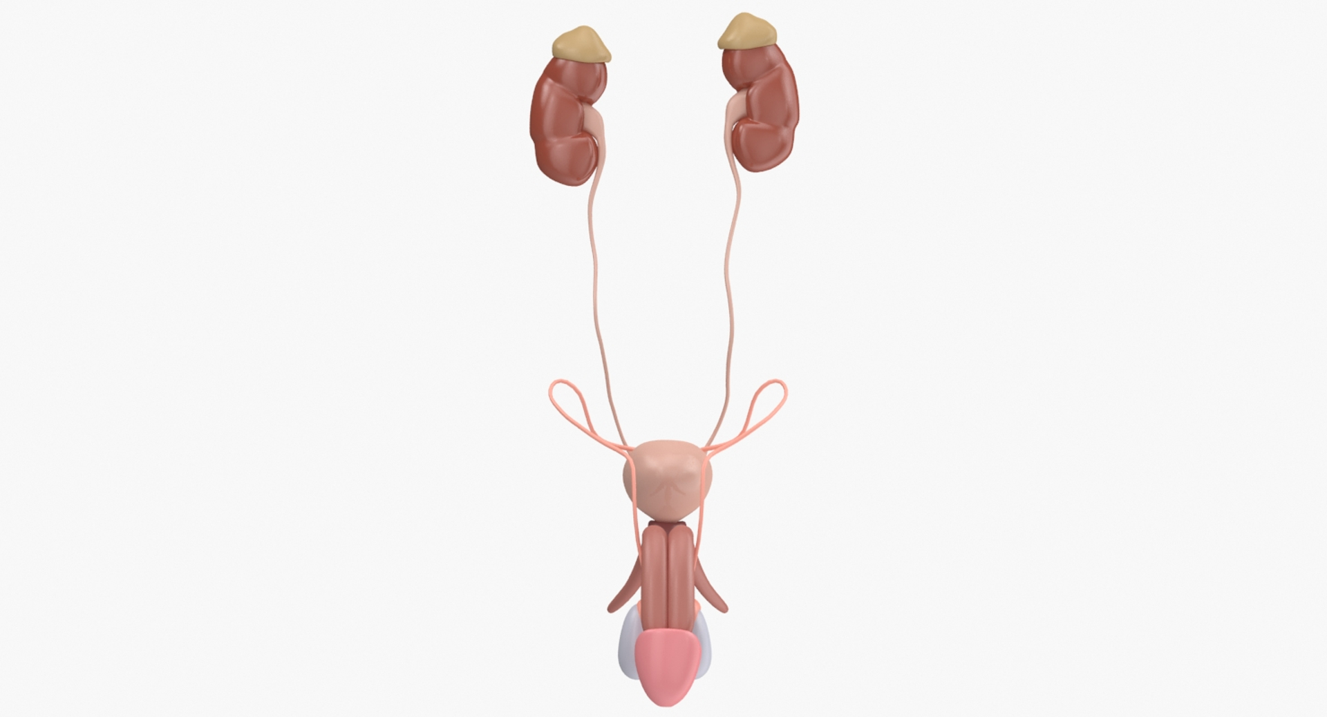 reproductive urinary 3d max https://p.turbosquid.com/ts-thumb/UI/LClT1D/qZiymguE/u/jpg/1477554620/1920x1080/turn_fit_q99/b3643f407816df0c591e3ce08dd9b7015b7d4a91/u-1.jpg