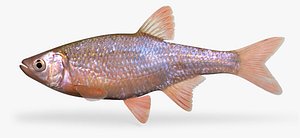 Redfin_shiner__Slee_Ditch