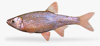 Redfin_shiner__Slee_Ditch