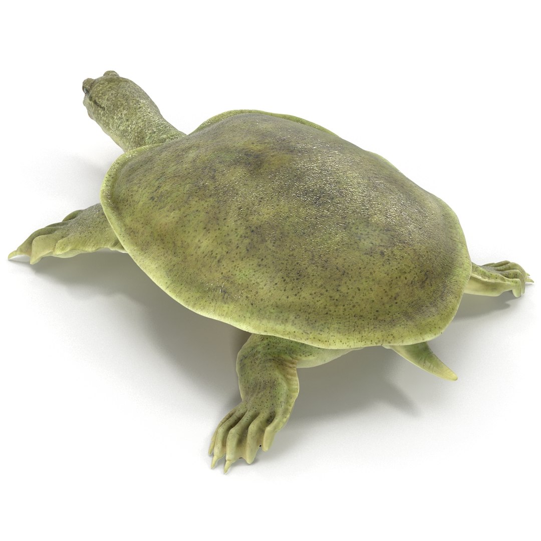 3D Chinese Softshell Turtle Rigged - TurboSquid 1494231