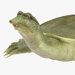 3D chinese softshell turtle rigged