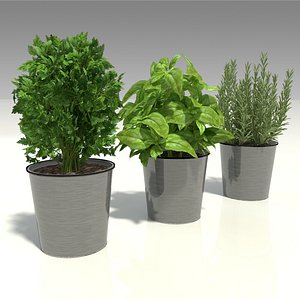 3D model herbs pots