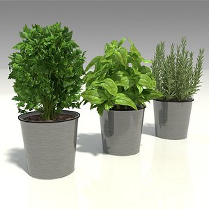 herbs in pots