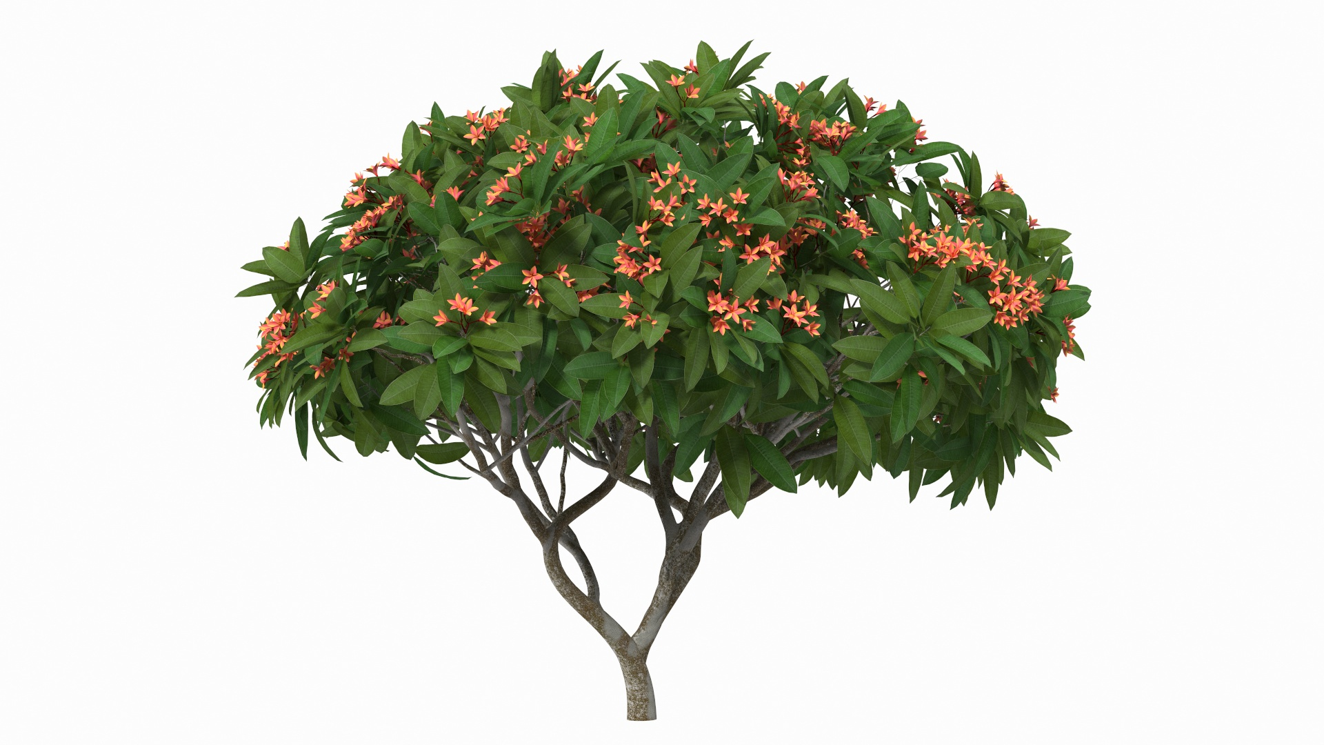 3D model plumeria frangipani tree red flowers https://p.turbosquid.com/ts-thumb/UI/U11mrA/0Bi0vBdp/plumeria_frangipani_tree_red_flowers_360/jpg/1577620622/1920x1080/turn_fit_q99/a7a2e475f703f33c1080d880ebf90c0849989be7/plumeria_frangipani_tree_red_flowers_360-1.jpg