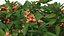 Plumeria Frangipani Tree Red Flowers