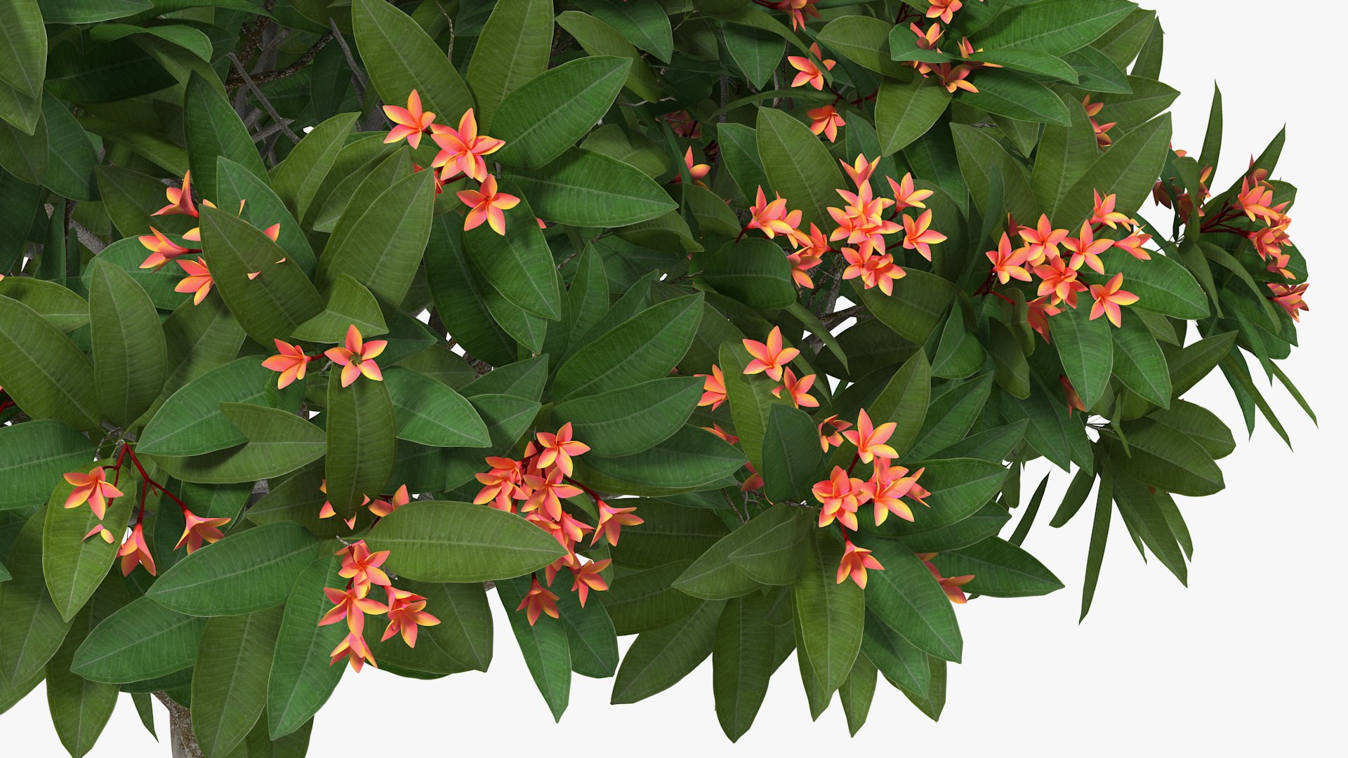 3D model plumeria frangipani tree red flowers https://p.turbosquid.com/ts-thumb/UI/U11mrA/3vnwyBP4/plumeriafrangipanitreeredflowersvray3dmodel009/jpg/1577621797/1920x1080/fit_q87/b0f26392b6ba04d11fbae61c67719ba4f7173fab/plumeriafrangipanitreeredflowersvray3dmodel009.jpg