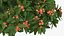Plumeria Frangipani Tree Red Flowers