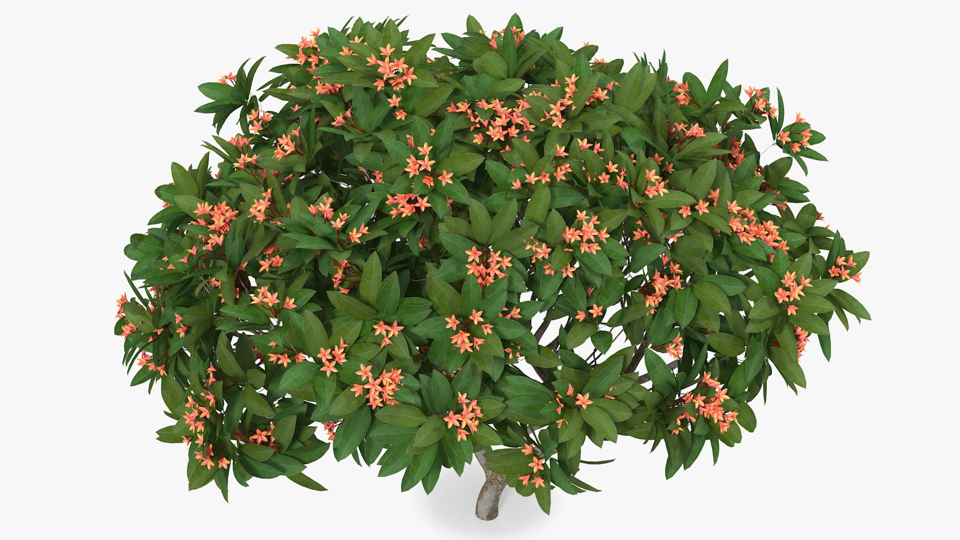 3D model plumeria frangipani tree red flowers https://p.turbosquid.com/ts-thumb/UI/U11mrA/5zgYQySS/plumeriafrangipanitreeredflowersvray3dmodel006/jpg/1577621781/1920x1080/fit_q87/22c65cc0e6cd3d5f499ffb799764a03db56ca7d0/plumeriafrangipanitreeredflowersvray3dmodel006.jpg
