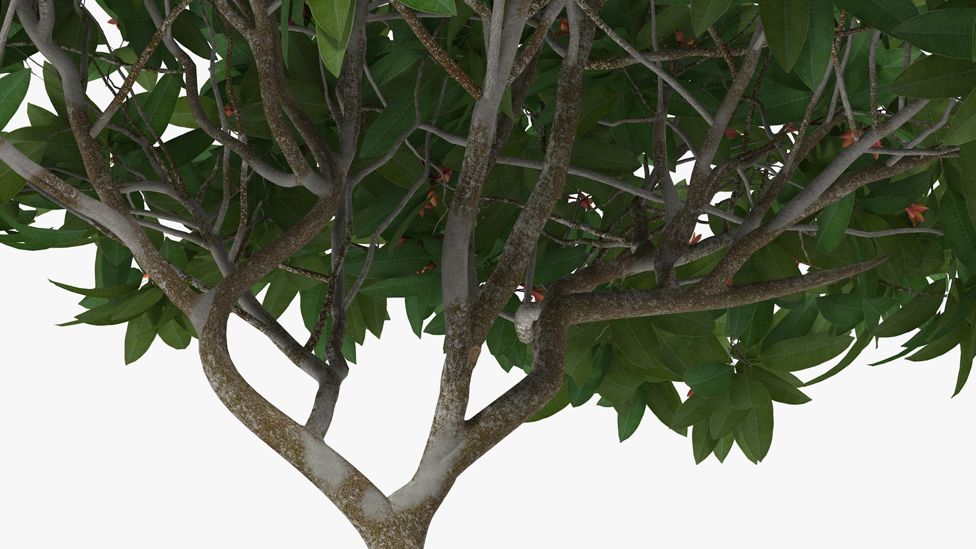 3D model plumeria frangipani tree red flowers https://p.turbosquid.com/ts-thumb/UI/U11mrA/80AEfcRM/plumeriafrangipanitreeredflowersvray3dmodel012/jpg/1577621813/1920x1080/fit_q87/d67e6e9e855488ddcd83936c1fa55f09f3039e1d/plumeriafrangipanitreeredflowersvray3dmodel012.jpg