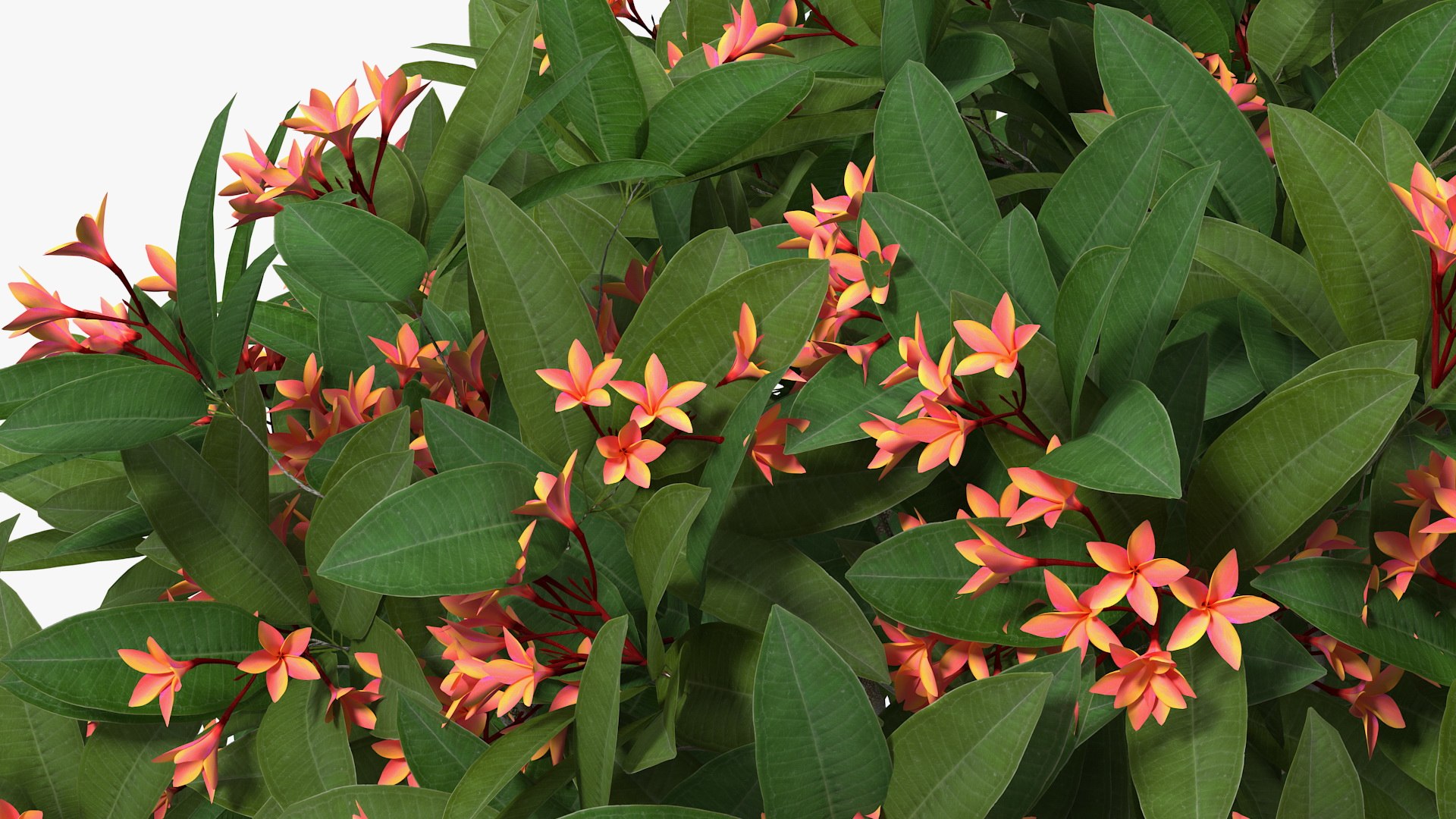3D model plumeria frangipani tree red flowers https://p.turbosquid.com/ts-thumb/UI/U11mrA/OhD4q8vN/plumeriafrangipanitreeredflowersvray3dmodel007/jpg/1577621787/1920x1080/fit_q87/4b47dfcef60ba963cd373f0c0ecb533fb83cddfa/plumeriafrangipanitreeredflowersvray3dmodel007.jpg