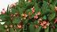 Plumeria Frangipani Tree Red Flowers