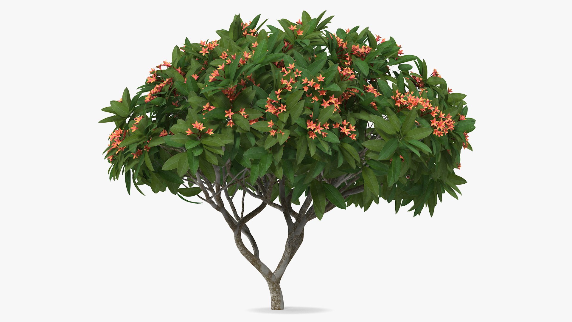 3D model plumeria frangipani tree red flowers https://p.turbosquid.com/ts-thumb/UI/U11mrA/Q93sppFZ/plumeriafrangipanitreeredflowersvray3dmodel004/jpg/1577621772/1920x1080/fit_q87/37a34e983ff83ec009d1469bbd80200beaed6806/plumeriafrangipanitreeredflowersvray3dmodel004.jpg