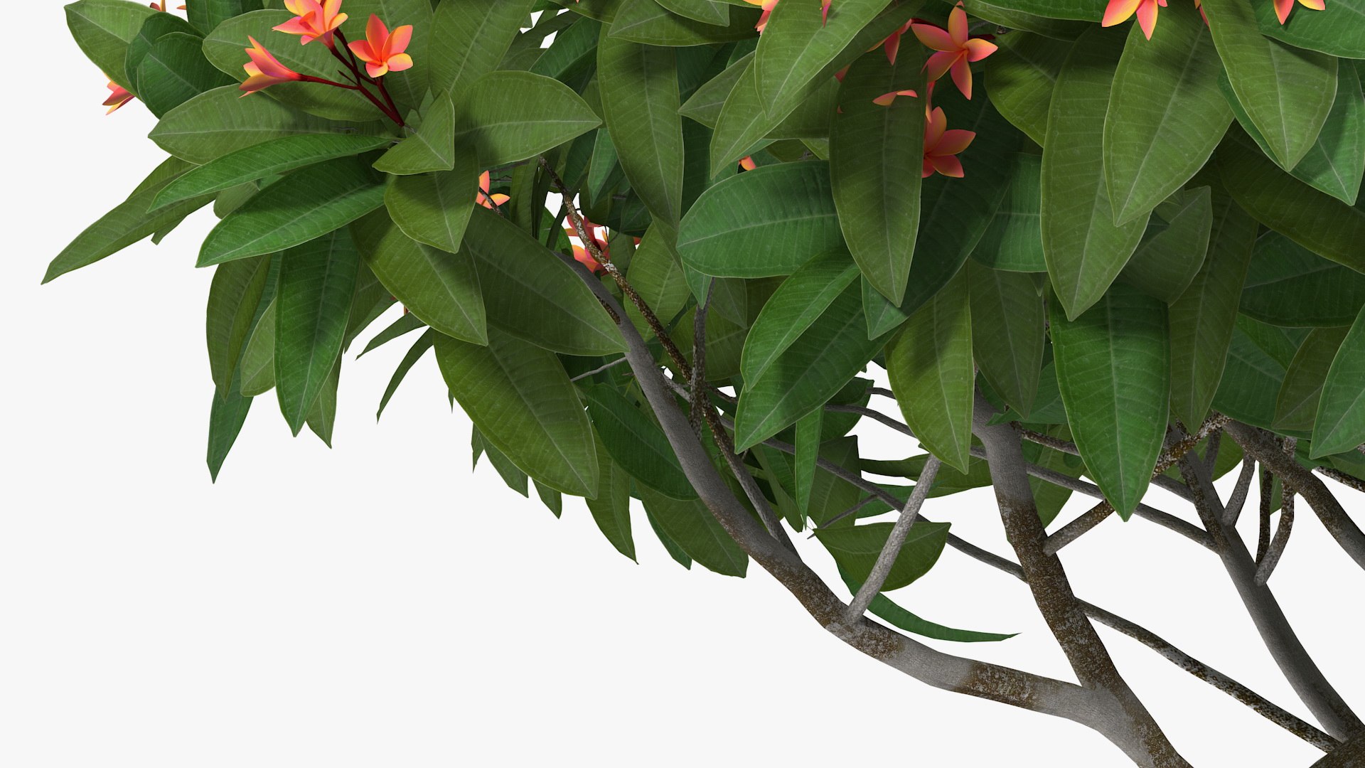 3D model plumeria frangipani tree red flowers https://p.turbosquid.com/ts-thumb/UI/U11mrA/RZI69M6n/plumeriafrangipanitreeredflowersvray3dmodel013/jpg/1577621818/1920x1080/fit_q87/ac61d0c83ea5294f4d8f6a7d9d7a9404f8dfe1a7/plumeriafrangipanitreeredflowersvray3dmodel013.jpg