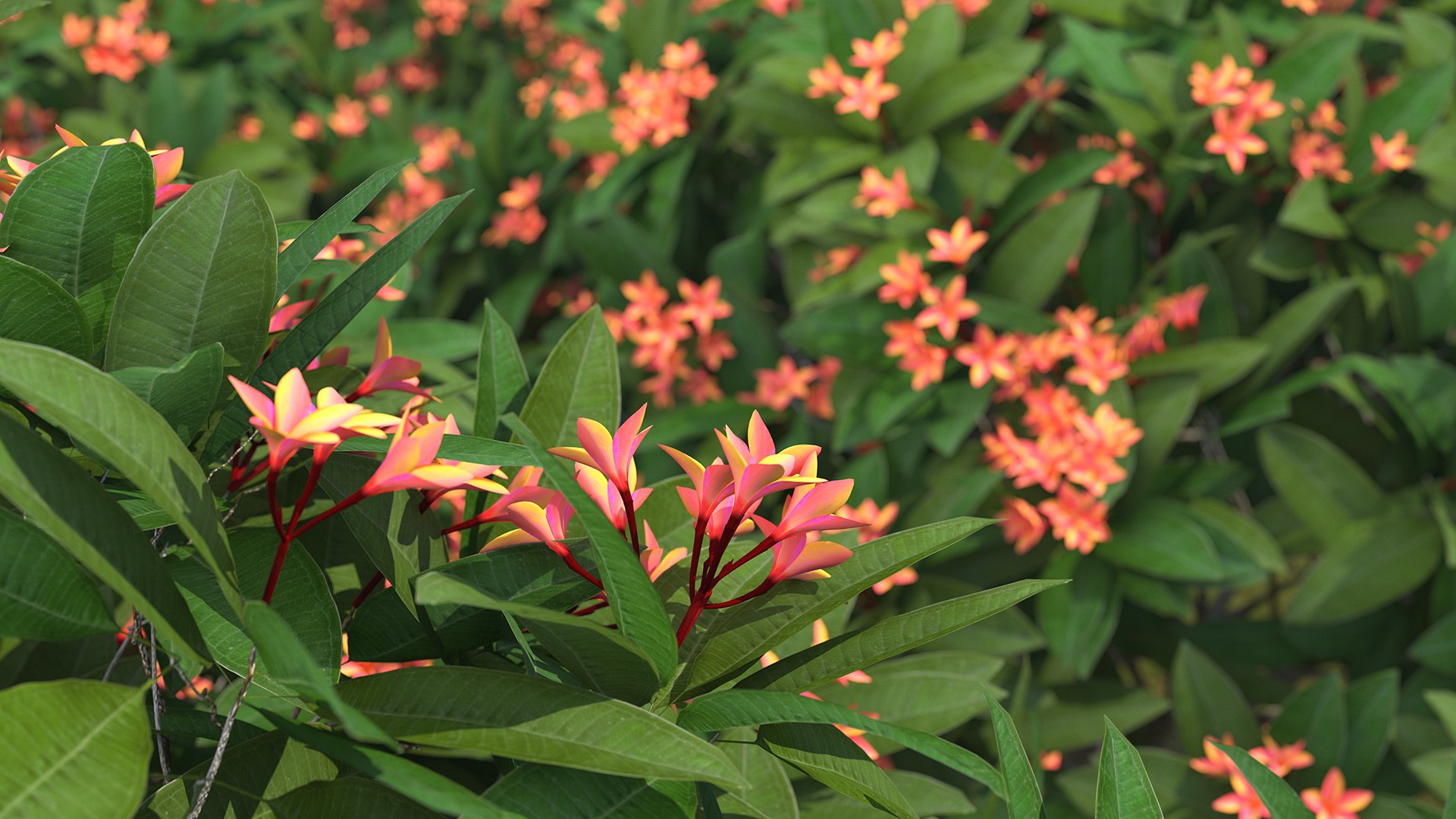 3D model plumeria frangipani tree red flowers https://p.turbosquid.com/ts-thumb/UI/U11mrA/aocFxz4L/plumeriafrangipanitreeredflowersvray3dmodel003/jpg/1577621767/1920x1080/fit_q87/baadd6182ffcf07bc155eabba14df7d96aeb80f2/plumeriafrangipanitreeredflowersvray3dmodel003.jpg