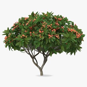 3D model plumeria frangipani tree red flowers