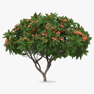 Plumeria Frangipani Tree Red Flowers