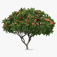 Plumeria Frangipani Tree Red Flowers