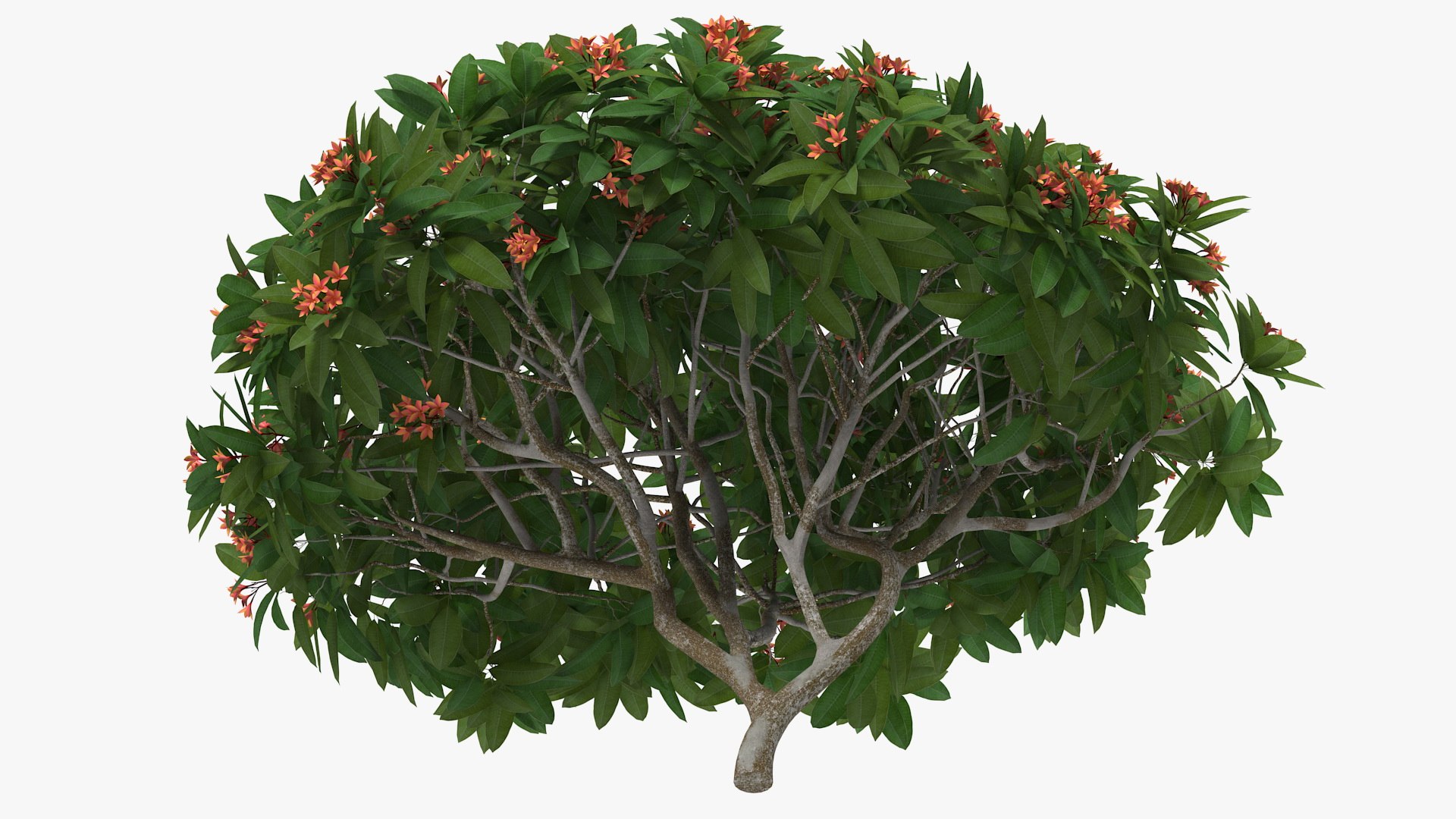 3D model plumeria frangipani tree red flowers https://p.turbosquid.com/ts-thumb/UI/U11mrA/g2rk0C6j/plumeriafrangipanitreeredflowersvray3dmodel011/jpg/1577621807/1920x1080/fit_q87/f4c26e87db1c135852105cca98c90c6f73381b9f/plumeriafrangipanitreeredflowersvray3dmodel011.jpg