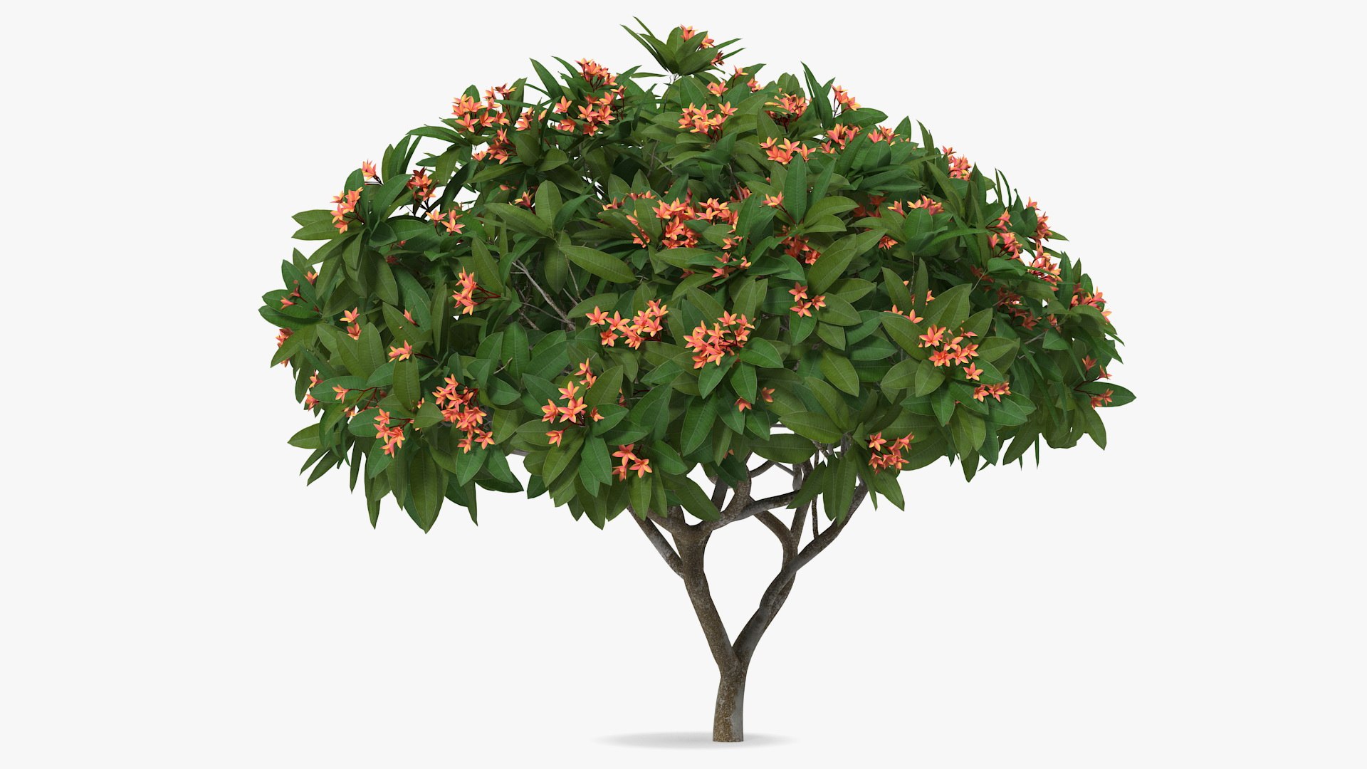 3D model plumeria frangipani tree red flowers https://p.turbosquid.com/ts-thumb/UI/U11mrA/pM5Cgmle/plumeriafrangipanitreeredflowersvray3dmodel005/jpg/1577621777/1920x1080/fit_q87/4e5427e4aab5cca3f0c0e98fff8ef743078494cf/plumeriafrangipanitreeredflowersvray3dmodel005.jpg