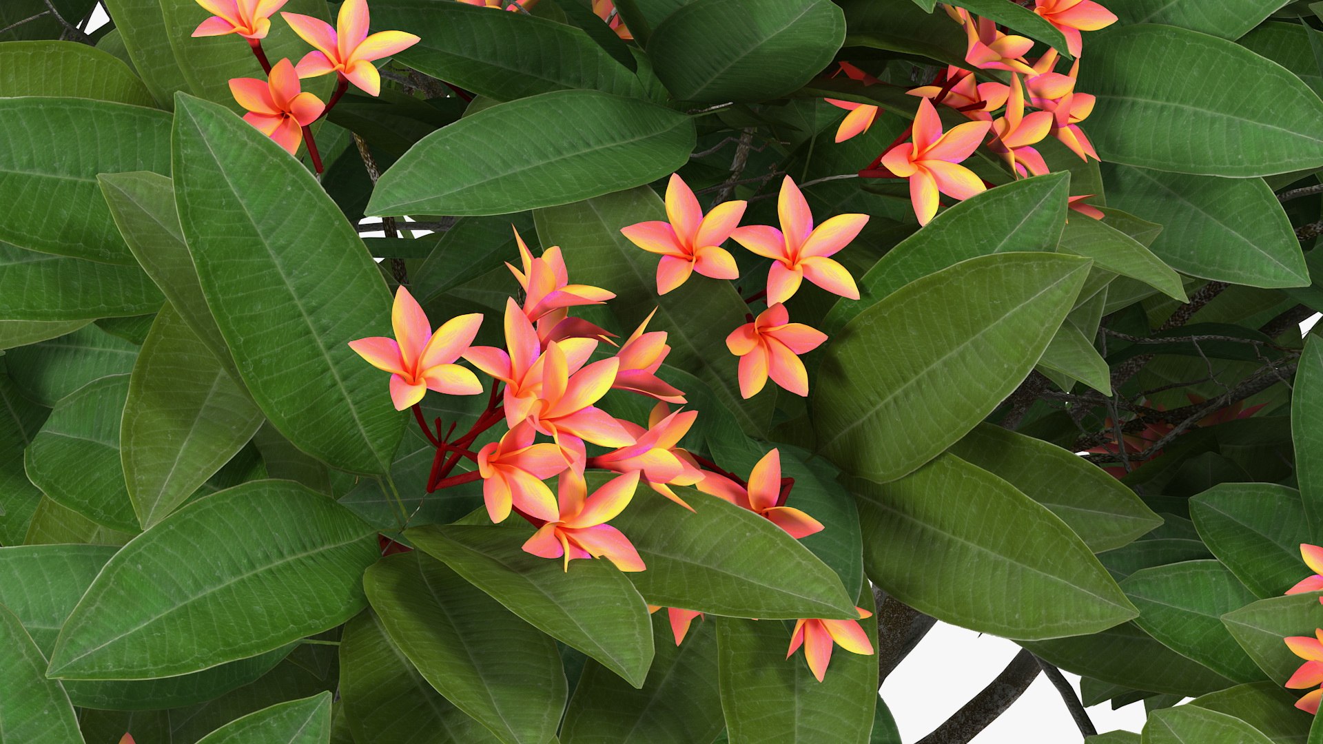 3D model plumeria frangipani tree red flowers https://p.turbosquid.com/ts-thumb/UI/U11mrA/rGlBkNU5/plumeriafrangipanitreeredflowersvray3dmodel010/jpg/1577621802/1920x1080/fit_q87/454db4b9c675ade1015ffc042ed4330633dd455b/plumeriafrangipanitreeredflowersvray3dmodel010.jpg