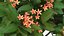 Plumeria Frangipani Tree Red Flowers