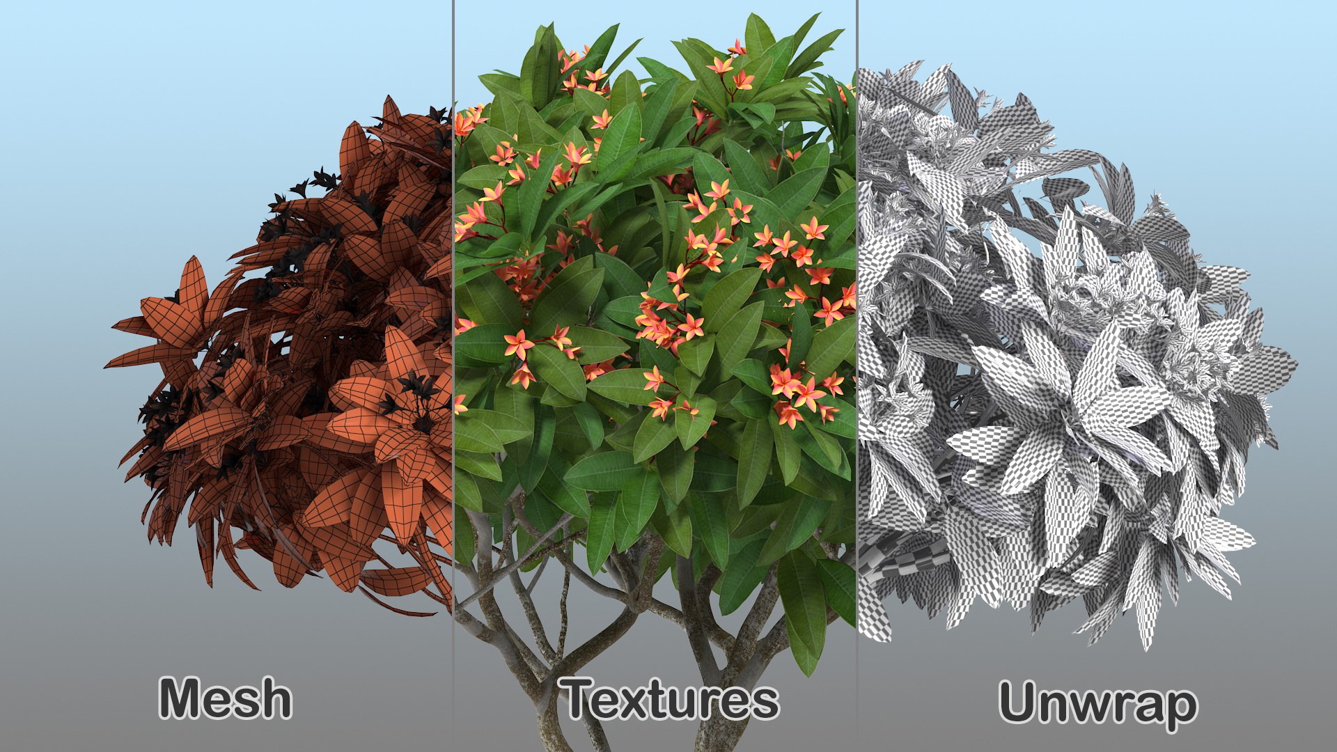 3D model plumeria frangipani tree red flowers https://p.turbosquid.com/ts-thumb/UI/U11mrA/yUSks9yN/plumeriafrangipanitreeredflowersvray3dmodel014/jpg/1577621823/1920x1080/fit_q87/c15d256d3dc895f8d67a91d7ba12619cb80edf9c/plumeriafrangipanitreeredflowersvray3dmodel014.jpg