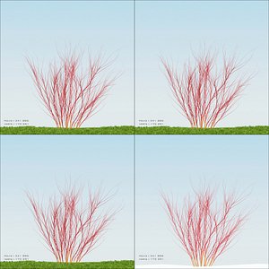 cardinal_red_twig_dogwood_001