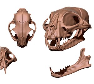 Cat Skull - CNC and 3D print model