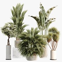 AV Indoor Plants Set 461 Yucca Elephantipe Cat Reed Palm Bird Of Paradise Schefflera Arboricola