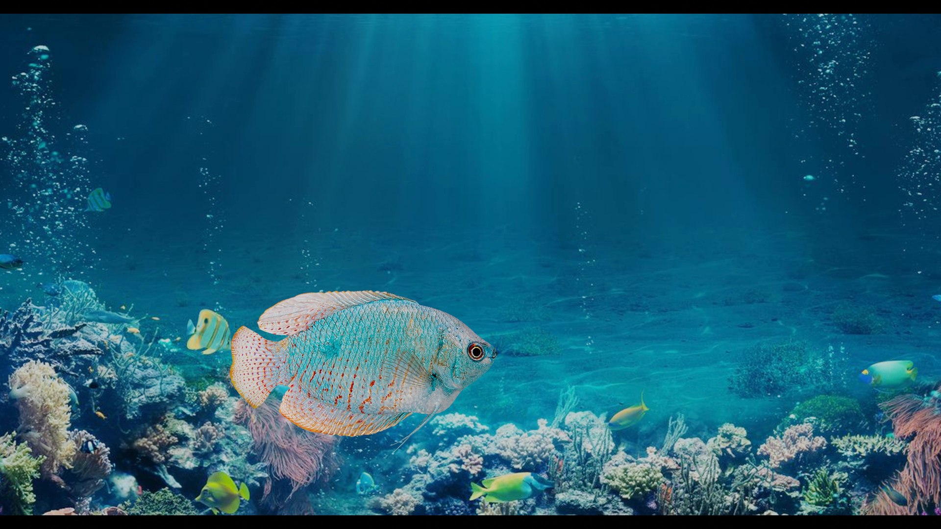 Gourami Freshwater Fish 3D model https://p.turbosquid.com/ts-thumb/UJ/9td8Bq/9V/gourami_fishpreview/jpg/1736066278/1920x1080/fit_q87/da36cf79e8a546c57fe35abec60b8b199e13afe3/gourami_fishpreview.jpg