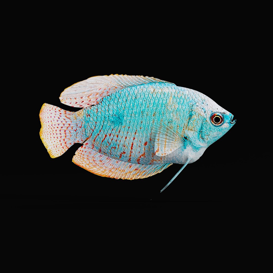 Gourami Freshwater Fish 3D model https://p.turbosquid.com/ts-thumb/UJ/9td8Bq/E8/gourami_fish_rig_0002/jpg/1736066373/1920x1080/fit_q87/9008da4746eb8035e06735f55faef2893930007a/gourami_fish_rig_0002.jpg