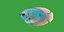 グラミ淡水魚