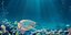 グラミ淡水魚