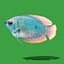 グラミ淡水魚