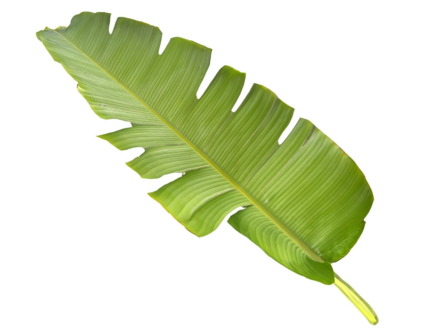 Tropical leaf 3D model - TurboSquid 1268593