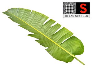 tropical leaf 3D model