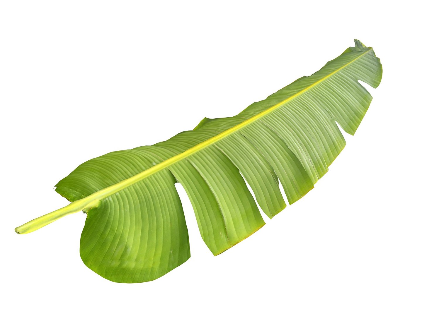 Tropical leaf 3D model - TurboSquid 1268593