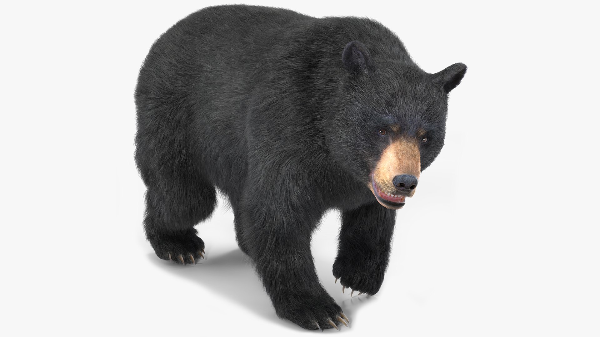 Black Bear Fur Rigged 3D model preview
