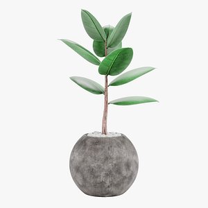 3D Ficus in Pot 2