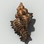 3d model of melanacantha sea shell photorealistic