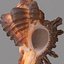 3d model of melanacantha sea shell photorealistic