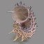 3d model of melanacantha sea shell photorealistic