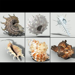 3d model of melanacantha sea shell photorealistic