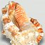 3d model of melanacantha sea shell photorealistic