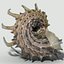 3d model of melanacantha sea shell photorealistic