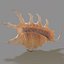 3d model of melanacantha sea shell photorealistic