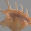 3d model of melanacantha sea shell photorealistic