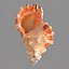 3d model of melanacantha sea shell photorealistic