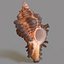 3d model of melanacantha sea shell photorealistic