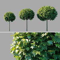 Acer Platanoides "globosum"